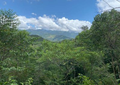 Plantación - Finca Los Conejos
