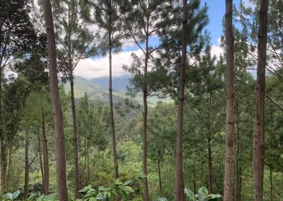 Plantación - Finca Los Conejos