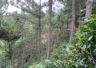 Plantación - Finca Los Conejos